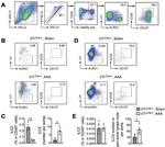 KLRG1 Antibody in Flow Cytometry (Flow)