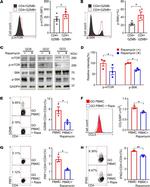 Perforin Antibody in Flow Cytometry (Flow)