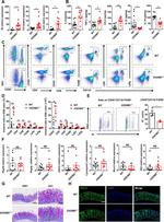 Ly-6G Antibody in Flow Cytometry (Flow)