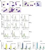 CD61 (Integrin beta 3) Antibody in Immunohistochemistry (IHC)