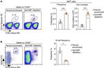 CD19 Antibody in Flow Cytometry (Flow)