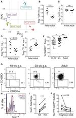 Nur77 Antibody in Flow Cytometry (Flow)