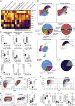 CD86 (B7-2) Antibody in Flow Cytometry (Flow)