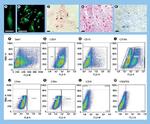 CD29 (Integrin beta 1) Antibody in Flow Cytometry (Flow)