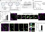 CD31 (PECAM-1) Antibody in Immunocytochemistry (ICC/IF)