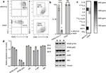 Podoplanin Antibody in Flow Cytometry (Flow)