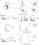 TCR beta Antibody in Flow Cytometry (Flow)