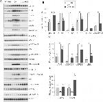 Phospho-Tau (Ser214) Antibody in Western Blot (WB)