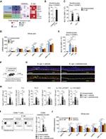 CD49f (Integrin alpha 6) Antibody in Flow Cytometry (Flow)