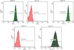 CD90.1 (Thy-1.1) Antibody in Flow Cytometry (Flow)