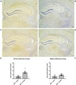 MHC Class II (I-A/I-E) Antibody in Immunohistochemistry (IHC)