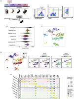 CD326 (EpCAM) Antibody in Flow Cytometry (Flow)