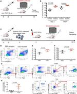 TER-119 Antibody in Flow Cytometry (Flow)