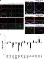 Claudin 4 Antibody in Immunocytochemistry (ICC/IF)