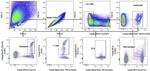 Ly-6G/Ly-6C Antibody in Flow Cytometry (Flow)