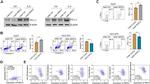 IFN gamma Antibody in Flow Cytometry (Flow)