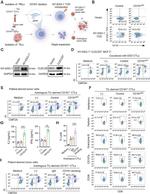 Perforin Antibody in Flow Cytometry (Flow)