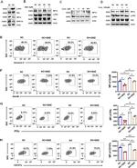 IFN gamma Antibody in Flow Cytometry (Flow)