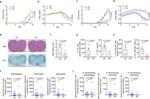 GM-CSF Antibody in Flow Cytometry (Flow)