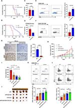 TNF alpha Antibody in Flow Cytometry (Flow)