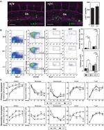 Ly-6A/E (Sca-1) Antibody in Flow Cytometry (Flow)