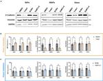 Vimentin Antibody in Western Blot (WB)