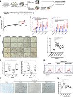 CD235a (Glycophorin A) Antibody in Flow Cytometry (Flow)