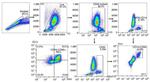 CD66 Antibody in Flow Cytometry (Flow)