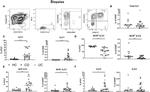 CD161 Antibody in Flow Cytometry (Flow)