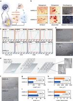 CD34 Antibody in Flow Cytometry (Flow)