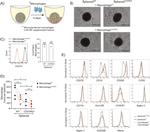 MARCO Antibody in Flow Cytometry (Flow)