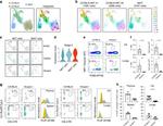 PLZF Antibody in Flow Cytometry (Flow)