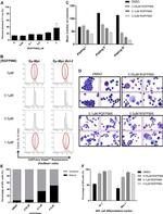 Ly-6G/Ly-6C Antibody in Flow Cytometry (Flow)