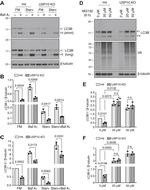 Ubiquitin Antibody in Western Blot (WB)