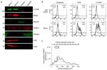 CD171 Antibody in Western Blot (WB)