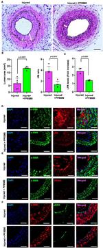 PCNA Antibody in Immunohistochemistry (IHC)