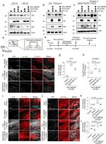 Tau Antibody in Western Blot (WB)