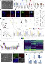 Nanog Antibody in Immunocytochemistry (ICC/IF)