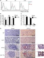 CXCL12 alpha (SDF-1 alpha) Antibody in Immunohistochemistry (IHC)