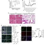 CD42b Antibody in Flow Cytometry (Flow)