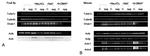 Dynein Antibody in Western Blot (WB)