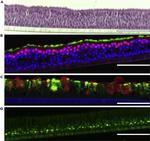 MUC5AC Antibody in Immunohistochemistry (Paraffin) (IHC (P))