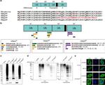 HA Tag Antibody in Western Blot (WB)