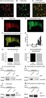 Myc Tag Antibody in Immunocytochemistry (ICC/IF)