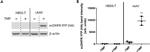 HA Tag Antibody in Western Blot (WB)