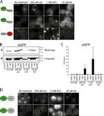 GFP Antibody in Western Blot (WB)