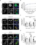 HA Tag Antibody in Immunocytochemistry (ICC/IF)