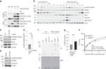 PLK1 Antibody in Western Blot (WB)