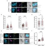 alpha Tubulin Antibody in Immunohistochemistry (IHC)