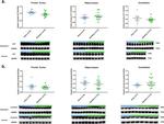 beta Tubulin Antibody in Western Blot (WB)